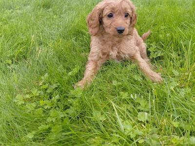 Striking red Cavapoo puppies in Kerry