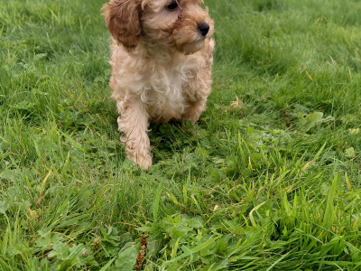 Striking red Cavapoo puppies in Kerry