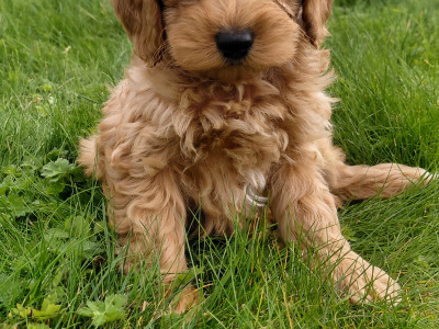 Striking red Cavapoo puppies in Kerry