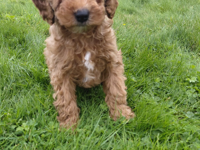 Striking red Cavapoo puppies in Kerry