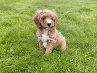 Striking red Cavapoo's