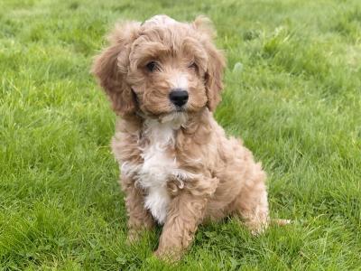 Striking red Cavapoo puppies in Kerry