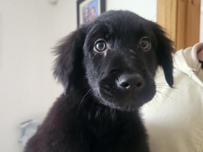 Friendly Bernese Mountain Dogs/RoughCollie x Labrador puppy for sale near charleville
