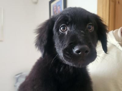 Friendly Bernese Mountain Dog/Rough Collie x Labrador male puppy left for sale near charleville