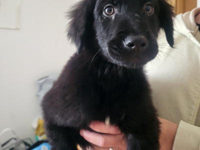 Friendly Bernese Mountain Dogs/RoughCollie x Labrador puppy for sale near charleville