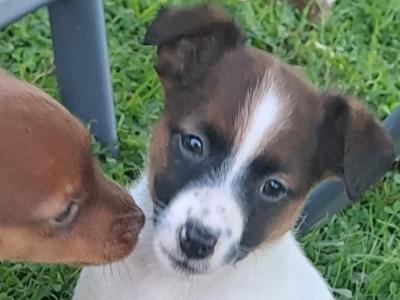 Fabulous Jack Russell puppies in Cork are looking for new homes