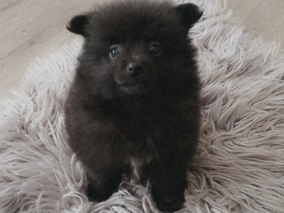 🐾  Adorable Pomeranian puppies in Limerick 🐶