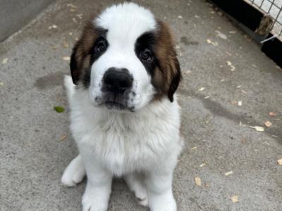 Champion Bloodlines IKC Registered Long Coat St. Bernard puppies in Limerick 🐾🏆