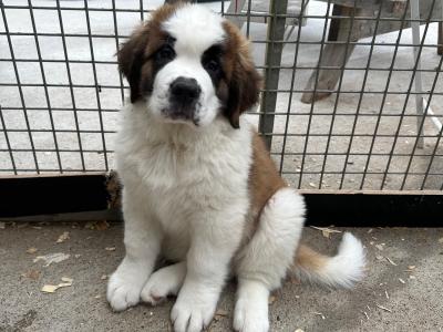 Champion Bloodlines IKC Registered Long Coat St. Bernard puppies in Limerick 🐾🏆