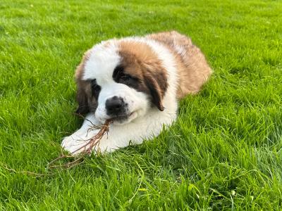 Champion Bloodlines IKC Registered Long Coat St. Bernard puppies in Limerick 🐾🏆