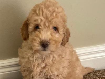 Poodle pups in Cavan