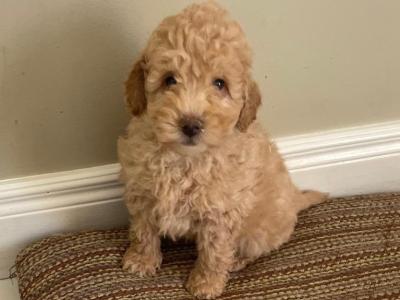 Poodle puppies in Cavan