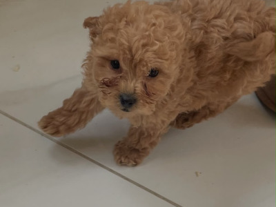 Poodle puppies in Cavan