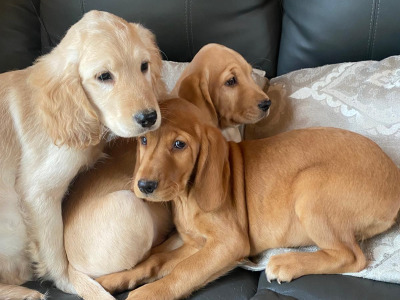 Cocker Spaniel x Labrador puppies in Limerick