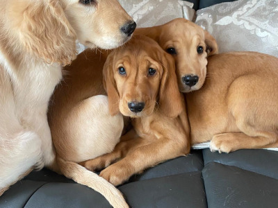 Cocker Spaniel x Labrador puppies in Limerick