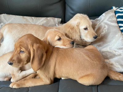 Cocker Spaniel x Labrador puppies in Limerick