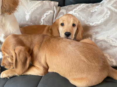 Cocker Spaniel x Labrador puppies in Limerick