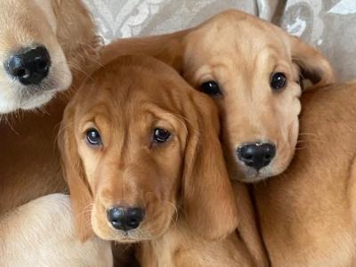 Cocker Spaniel x Labrador puppies in Limerick