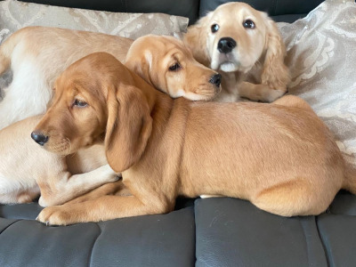 Cocker Spaniel x Labrador puppies in Limerick