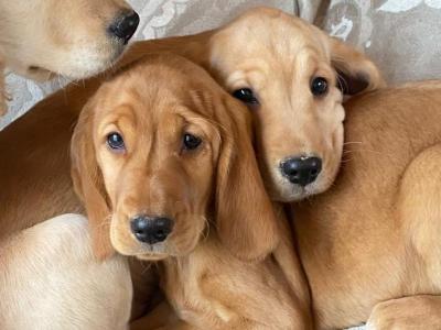 Cocker Spaniel x Labrador puppies in Limerick