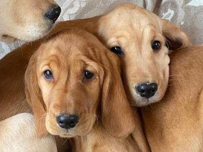 Cocker Spaniel x Labrador puppies in Limerick