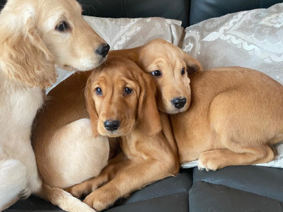 Cocker Spaniel x Labrador puppies in Limerick