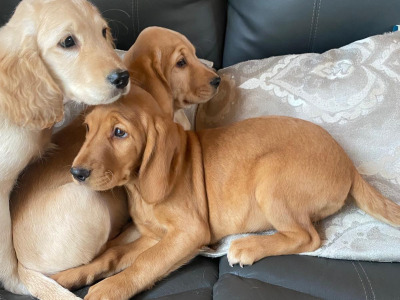 Cocker Spaniel x Labrador puppies in Limerick