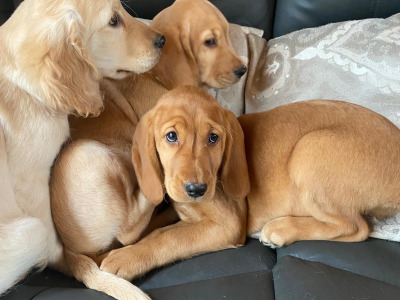 Cocker Spaniel x Labrador puppies in Limerick
