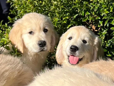 IKC Registered Golden Retriever puppies 🐶 in Wicklow