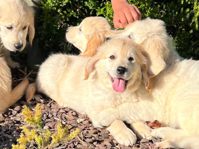 IKC Registered Golden Retriever puppies 🐶 in Wicklow