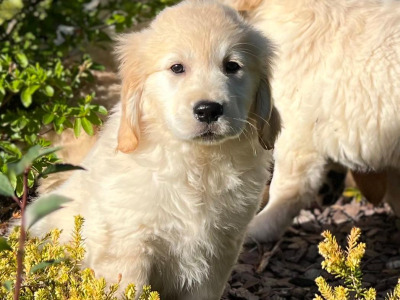 IKC Registered Golden Retriever puppies 🐶 in Wicklow