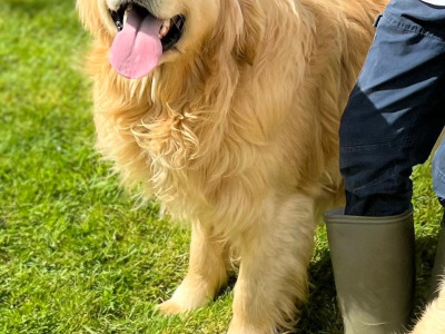 IKC Registered Golden Retriever puppies 🐶 in Wicklow