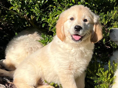 IKC Registered Golden Retriever puppies 🐶 in Wicklow
