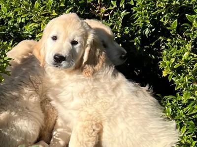 IKC Registered Golden Retriever puppies 🐶 in Wicklow