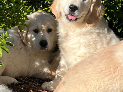IKC Registered Golden Retriever puppies 🐶 in Wicklow