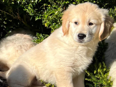 IKC Registered Golden Retriever puppies 🐶 in Wicklow