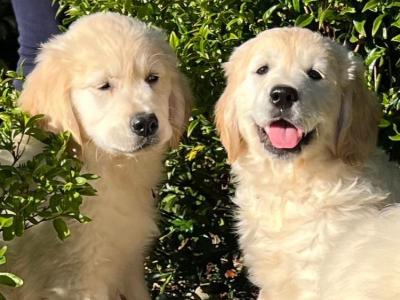 IKC Golden Retriever puppies 🐶 in Wicklow