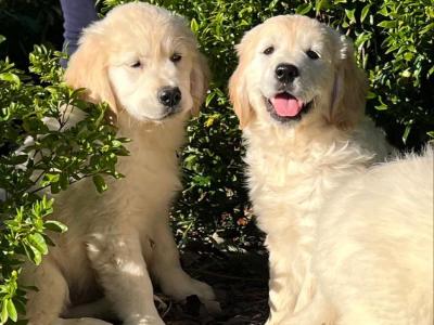 IKC Registered Golden Retriever puppies 🐶 in Wicklow