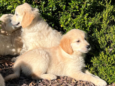 IKC Registered Golden Retriever puppies 🐶 in Wicklow