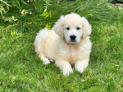 Stunning IKC Golden Retriever puppies in Tipperary