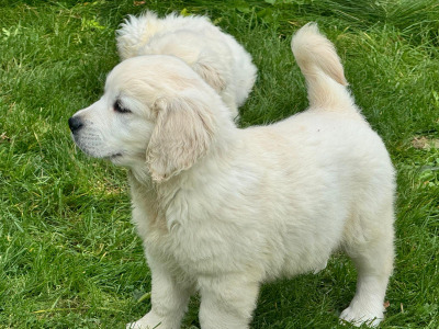Stunning IKC Golden Retriever puppies in Tipperary
