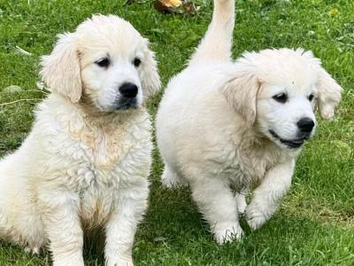 Stunning IKC Golden Retriever puppies in Tipperary