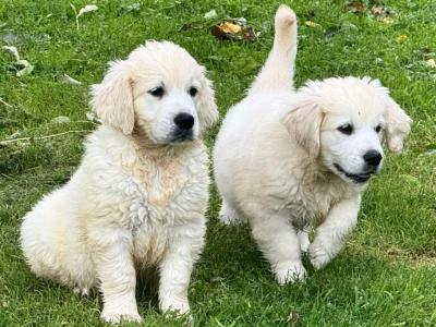 Stunning IKC Golden Retriever puppies in Tipperary