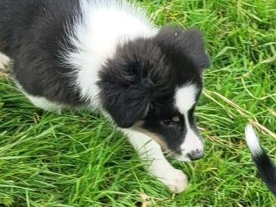 Black and White Border Collie puppies in Tipperary