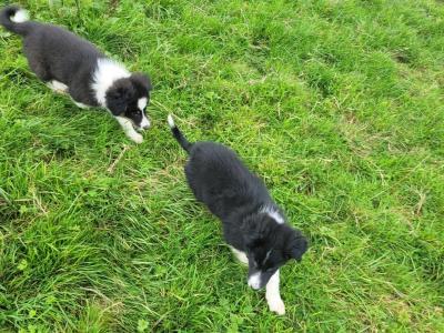 Black and White Border Collie puppies in Tipperary