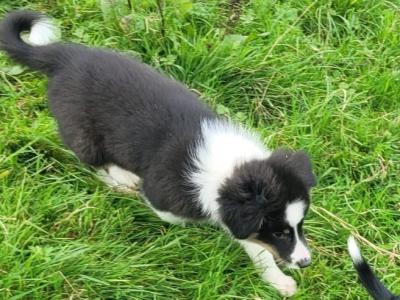 Black and White Border Collie puppies in Tipperary
