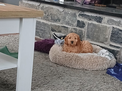 Beautiful Cockapoo puppies in Monaghan