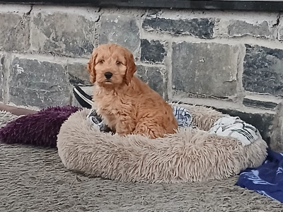 Beautiful Cockapoo puppies in Monaghan
