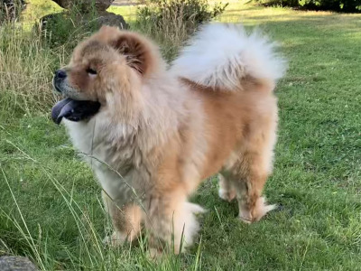 IKC Registered Chow Chows 3 years old 🐻 in Wicklow