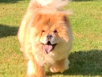 Chow Chows🐻 in Wicklow